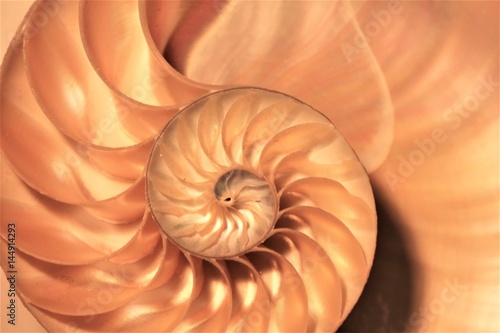 shell nautilus cross section spiral coral symmetry Fibonacci half golden ratio structure growth close up mother of pearl close up   pompilius nautilus   stock  photo  photograph  picture  image  