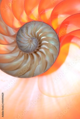 shell nautilus pearl Fibonacci sequence coral symmetry cross section spiral shell structure golden ratio background mollusk (nautilus pompilius) copy space half split stock, photo, photograph, image 