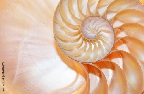 shell nautilus pearl Fibonacci golden ratio sequence symmetry cross section spiral coral shell structure background nature pattern mollusk shell (nautilus pompilius) copy space half split stock photo 