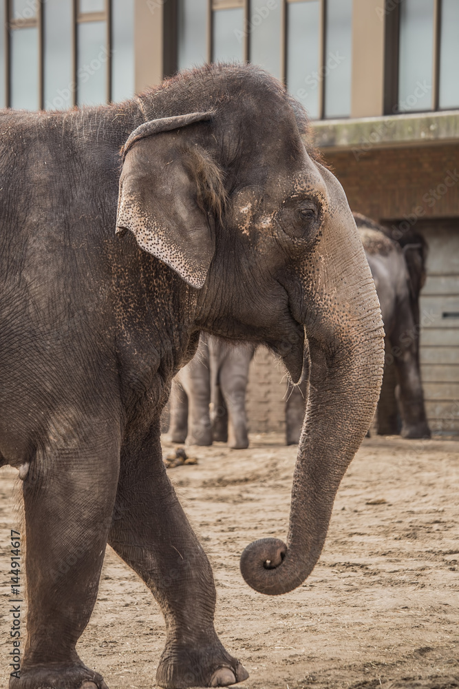 Fototapeta premium Beautiful elephant at zoo 