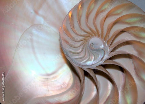 nautilus shell Fibonacci symmetry cross section spiral structure growth golden ratio pearl stock, photo, photograph, picture, image, 