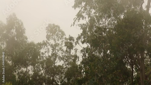 of a forest on Madeira photo