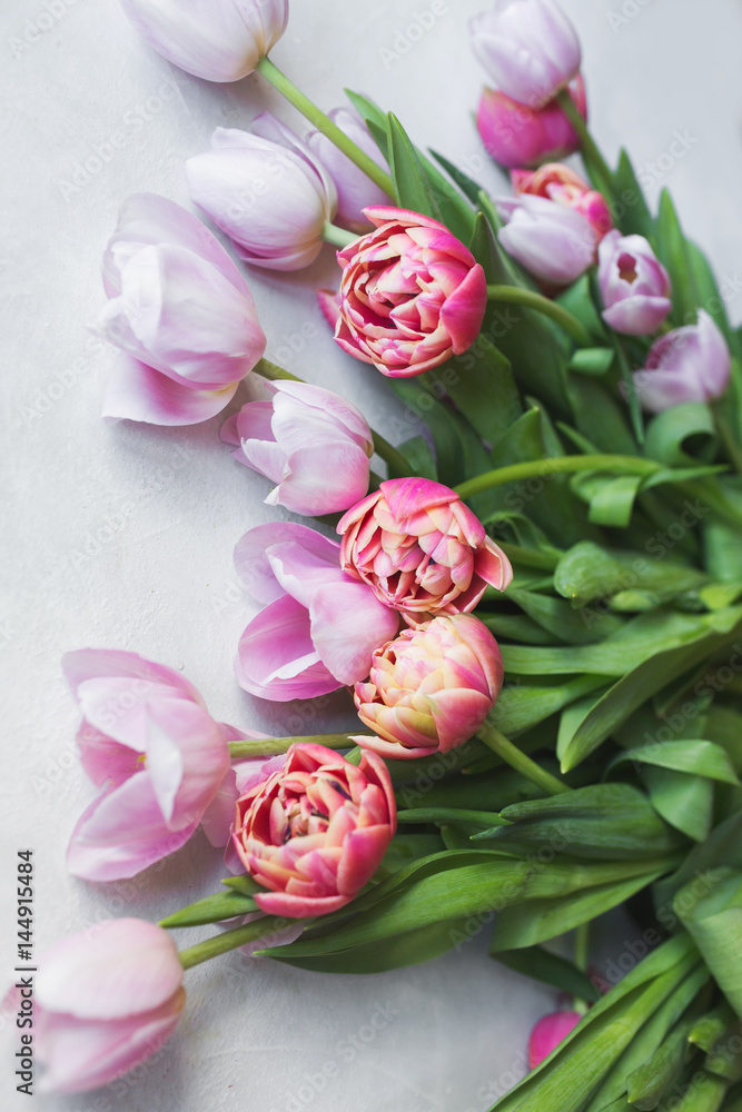 Fototapeta premium Pink tulip. Tulips. Flower background. Flowers photo concept. Holidays photo concept. Pink tulips on gray abstract background. Pink tulip. Tulips. Flowers. Flower background. Copyspace. Peony Tulip