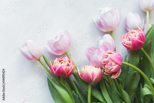 Pink tulip. Tulips. Flower background. Flowers photo concept. Holidays photo concept. Pink tulips on gray abstract background. Pink tulip. Tulips. Flowers. Flower background. Copyspace. Peony Tulip