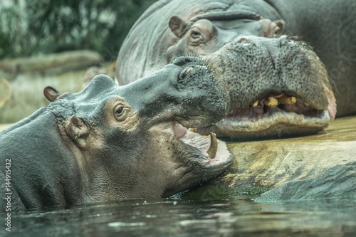 Two hippos talking to each other at zoo in Berlin

