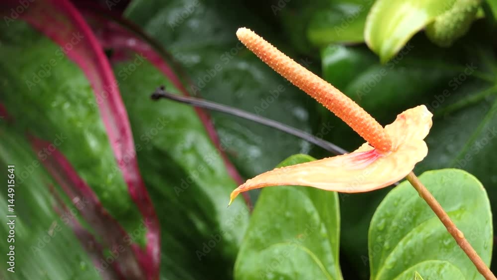 Strange tropical wild flower swaying gently with the breeze. nature background. water drops on strange flower background with copy space. ecology concept. exotic plants full hd and 4k. Strange tropical wild flower swaying gently with the breeze. nature background. water drops on strange flower background with copy space. ecology concept. exotic plants full hd and 4k.
