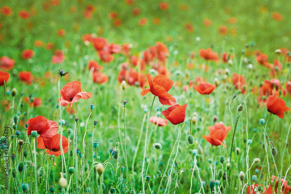 Field of Poppies