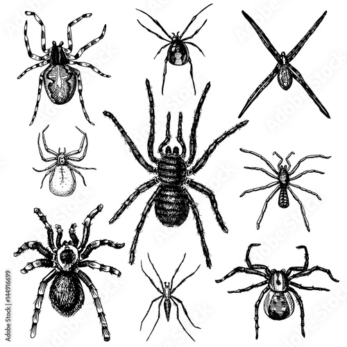 Spider or arachnid species, most dangerous insects in the world, old vintage for halloween or phobia design. hand drawn, engraved may use for tattoo, web and poison black widow, tarantula, birdeater