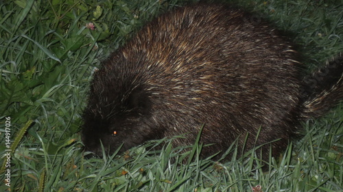 Porcupine eating grass at dusk