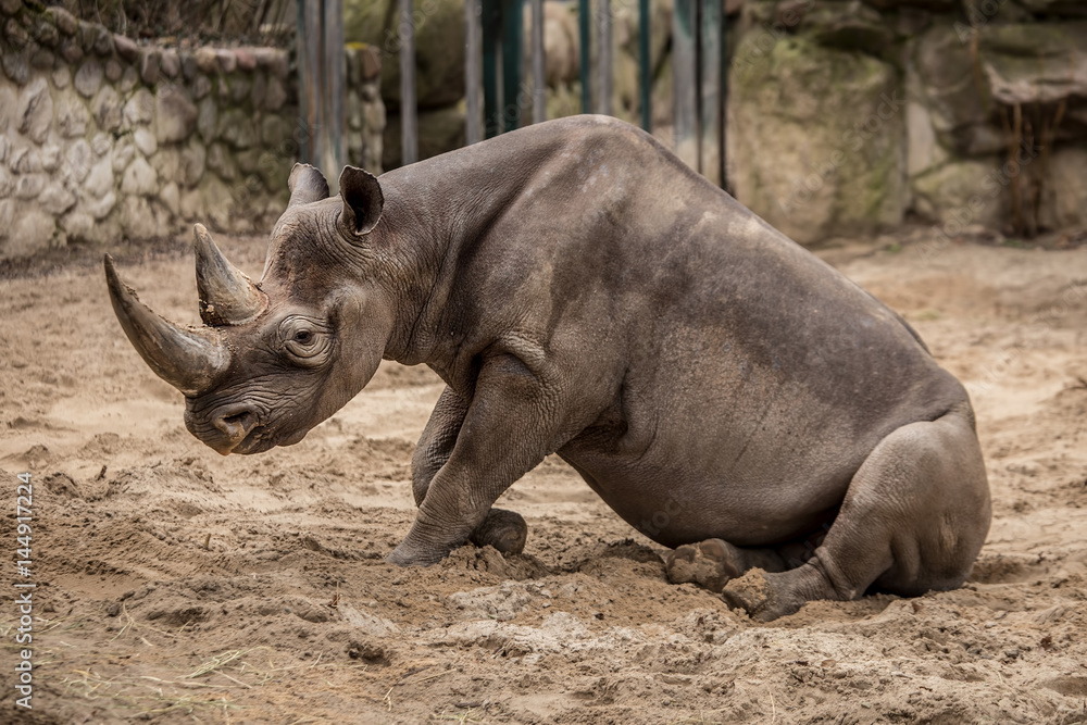 Fototapeta premium Cute baby rhino at zoo 
