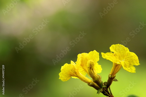 イぺの花 photo