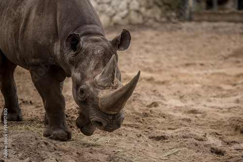 Cute baby rhino at zoo © Merlot Levert