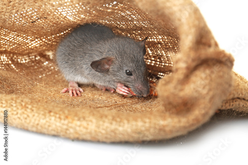 Cute funny rat in sack on white background, closeup