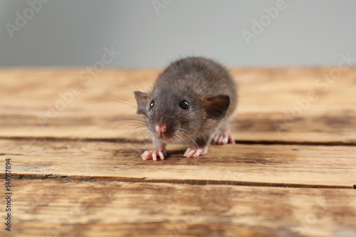 Cute funny rat on wooden table