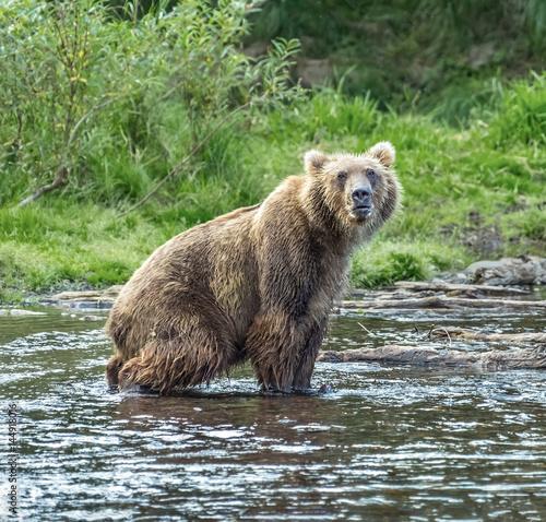 Kamchatka brown bear catches fish in the river Dvukhyurtochnaya - Kamchatka, Russia photo