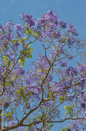 Wallpaper Mural Jacaranda Flowers Torontodigital.ca