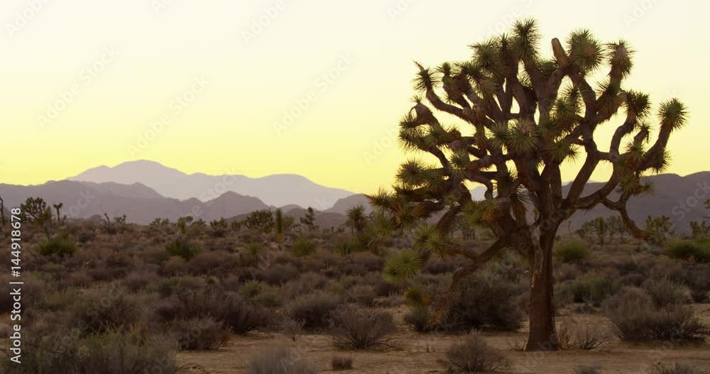 Joshua Tree National Park during sunset time.