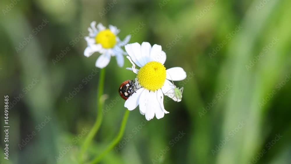 Ladybug ( Coccinella septempunctata ) standing and walking on daisy flower. Ladybug ( Coccinella septempunctata ) standing and walking on daisy flower.