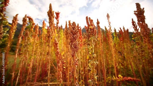  Quinoa plants on a field in Peru in the Andes. Near Cusco. Colorful nature video clip with Quinua plants in red, yellow, brown and green photo