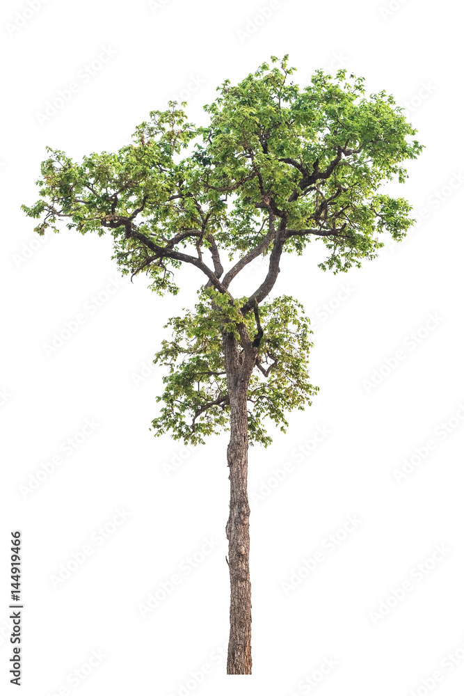 Tree isolated on white background Tree isolated on white background