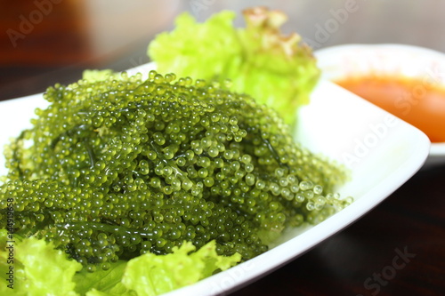 Caulerpa lentillifera seaweed is a species of bryopsidale green algae photo