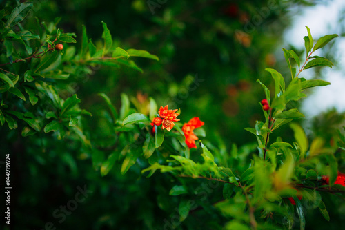 Fruits of pomegranate on a tree in Montenegro. Close-up of branches, leaves and fruits.