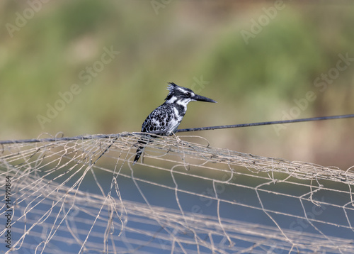 Pied Kingfisher ( Ceryle rudis ) sitting on a rope stretched over the pool in which the bird catches the fish - Maagan Mikhael, Israel photo