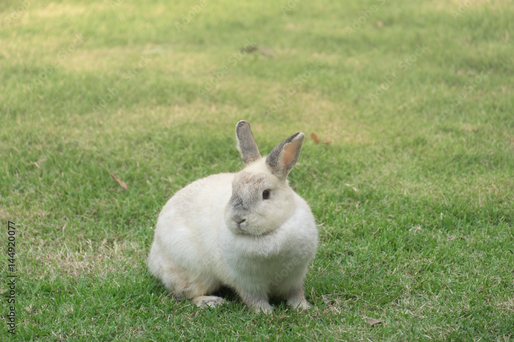 Netherlands dwarf rabbit on green grass. Netherlands dwarf rabbit on green grass.
