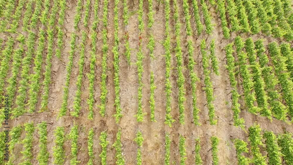 Aerial of winegrowing in germany at the river Ahr Aerial of winegrowing in germany at the river Ahr