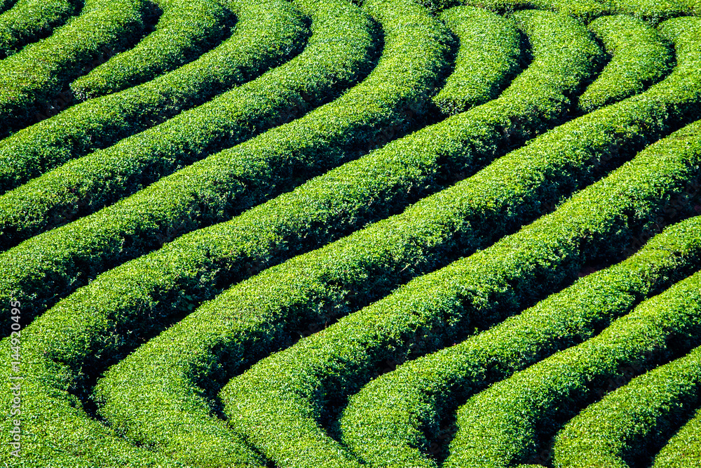 Green tea field in Northern Thailand