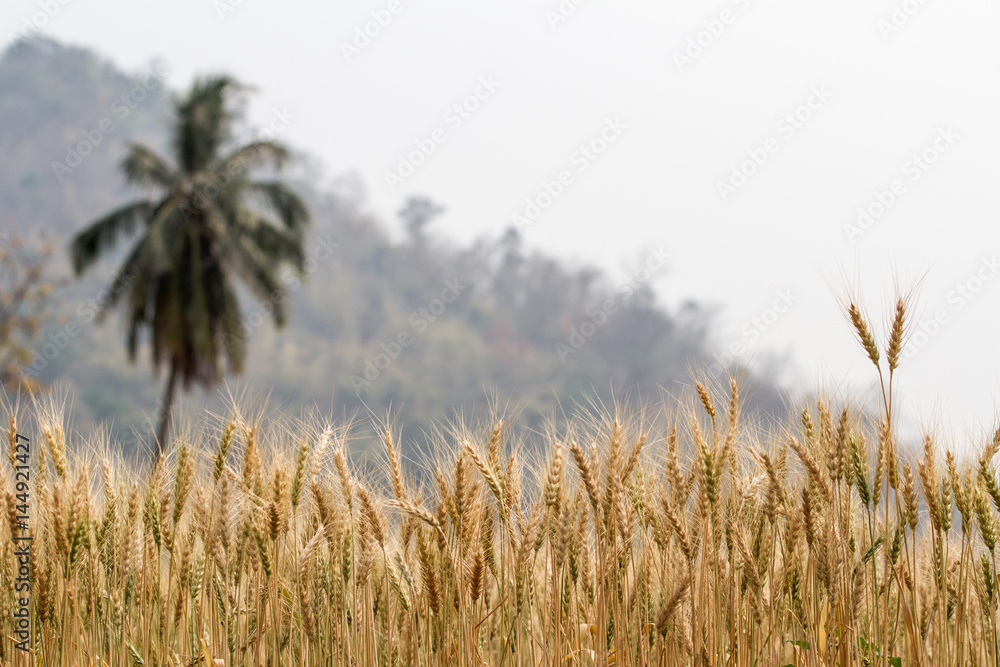 Obraz premium Barley Field in the countryside of Chiang Mai Province Northern Thailand