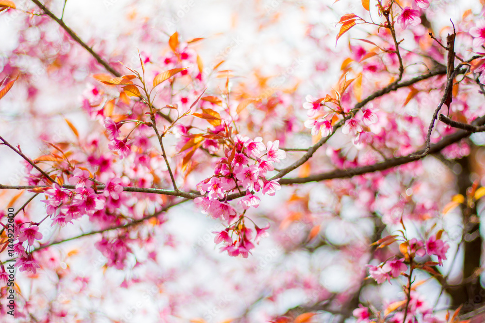 Cherry Blossom in winter in Northern Thailand Cherry Blossom in winter in Northern Thailand
