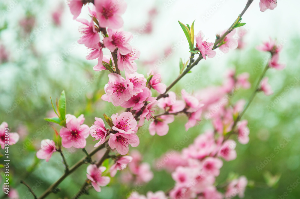 Fototapeta premium Pink peach blossom On a natural green background