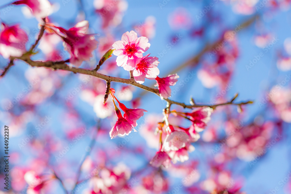 Cherry Blossom in winter in Northern Thailand Cherry Blossom in winter in Northern Thailand