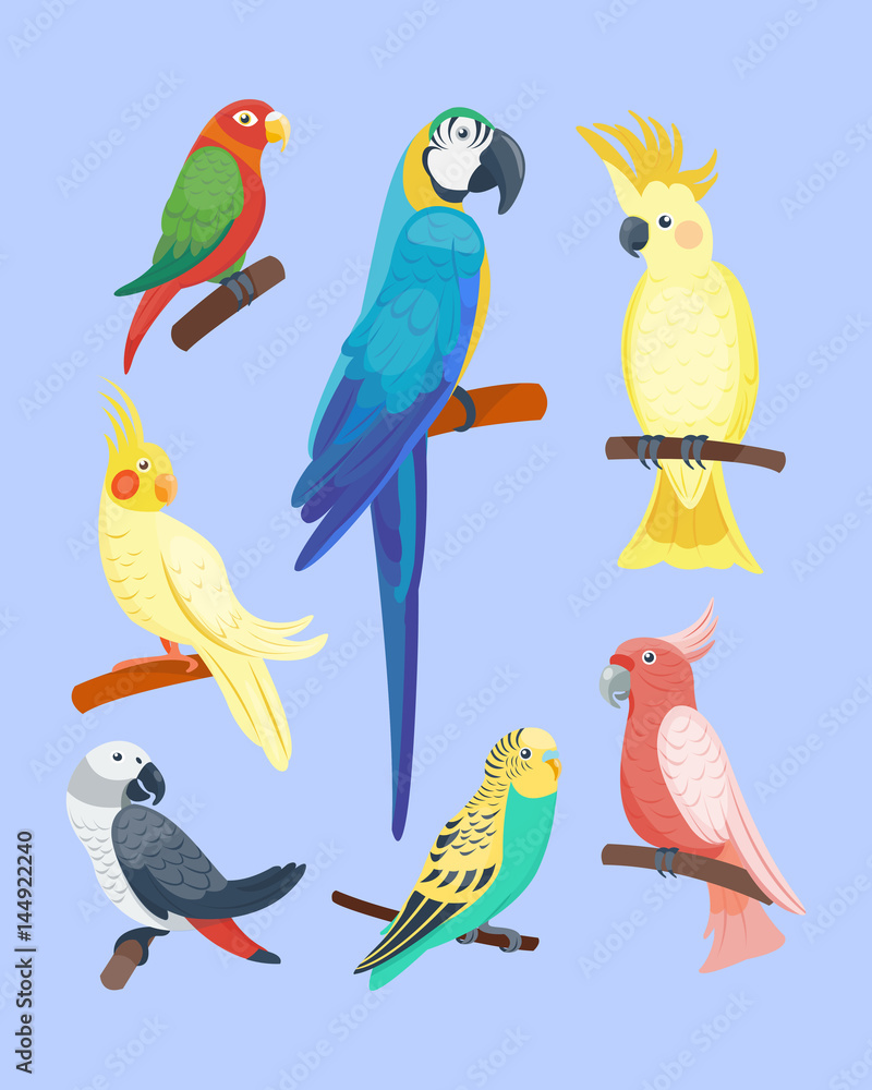 Naklejka premium Cartoon tropical parrot wild animal bird vector illustration wildlife feather zoo color nature vivid.