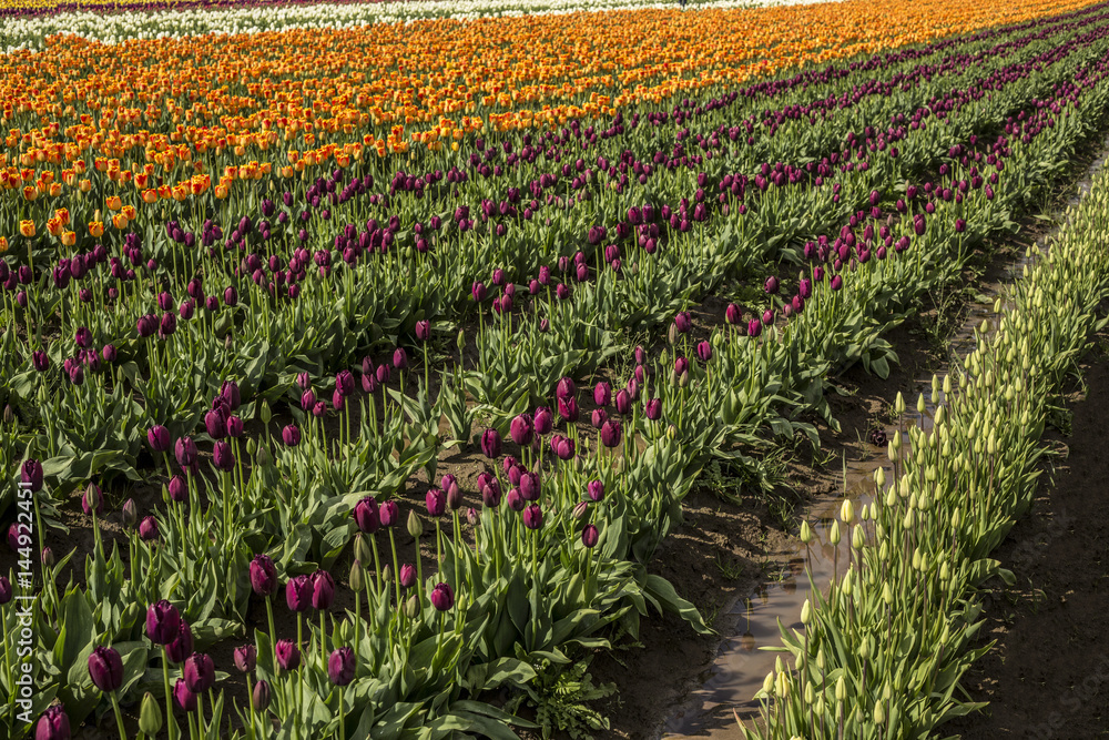 Rows of Vibrant Curly Sue/Deep Purple Tulips Green Stems/Leaves, Yellow/White Colored Tulips in Background, No Sky, No People, Daytime - Wooden Shoe Tulip Farm, Oregon (HDR Image)