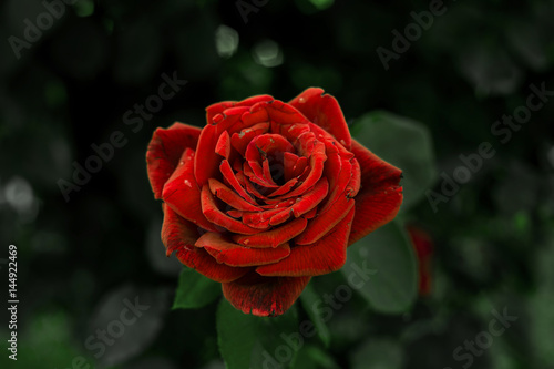 Wallpaper Mural Red rose with drops of water on the petals Torontodigital.ca
