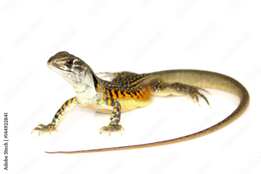 Fototapeta premium Image of Butterfly Agama Lizard (Leiolepis Cuvier) on white background. Reptile Animal