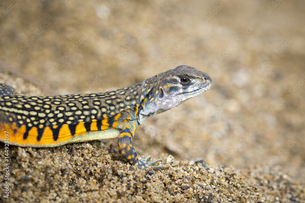 Fototapeta premium Image of Butterfly Agama Lizard (Leiolepis Cuvier) on the sand. Reptile Animal
