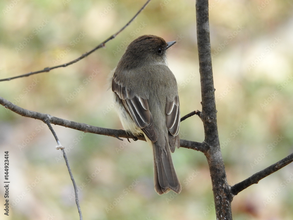 Eastern Phoebe - Ithaca, NY Eastern Phoebe - Ithaca, NY