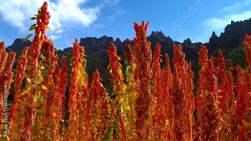  red Quinoa plants on a field in Peru in the Andes. Near Cusco