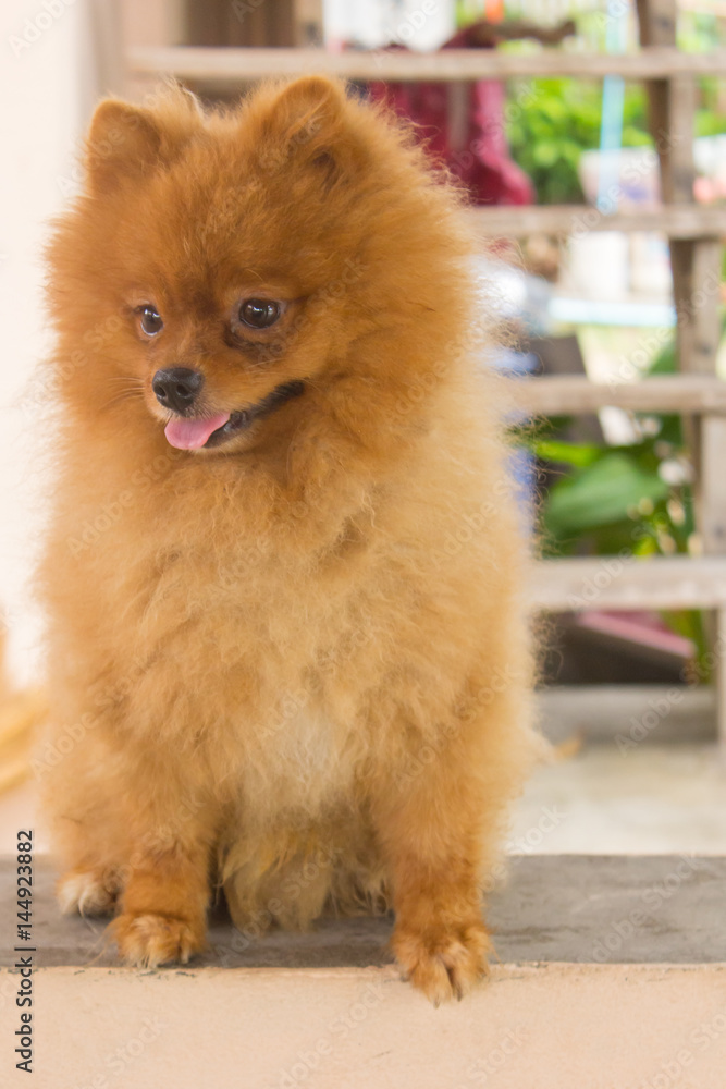 Pomeranian dog Cute Pomeranian dog Cute