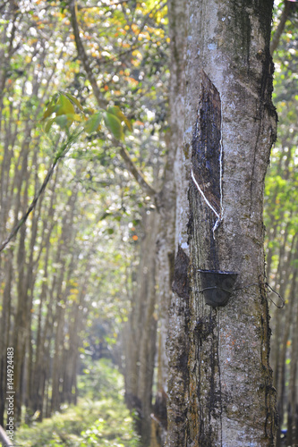 Rubber or latex tapping on rubber plantation photo