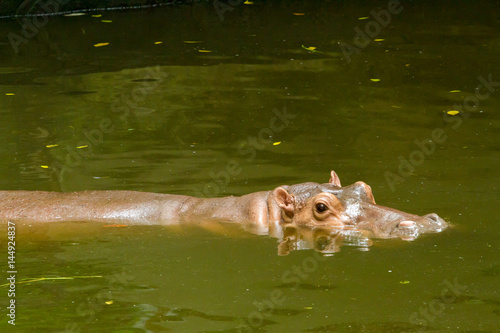 Animals in Thailand Zoo