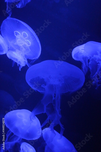 jellyfish underwater swimming bioluminescence sea ocean organism (moon jellyfish) Jump to: navigation, Aurelia aurita Aurelia aurita, Red Sea Scientific classification Kingdom: Animalia Phylum 