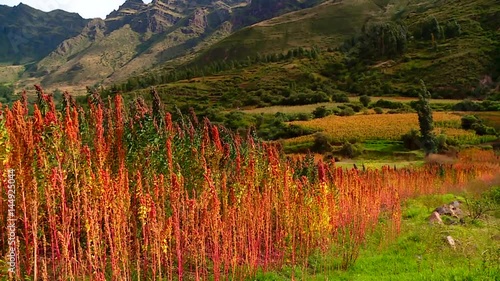 HD  andean lanscape with a Quinoa field in Peru near Cusco.