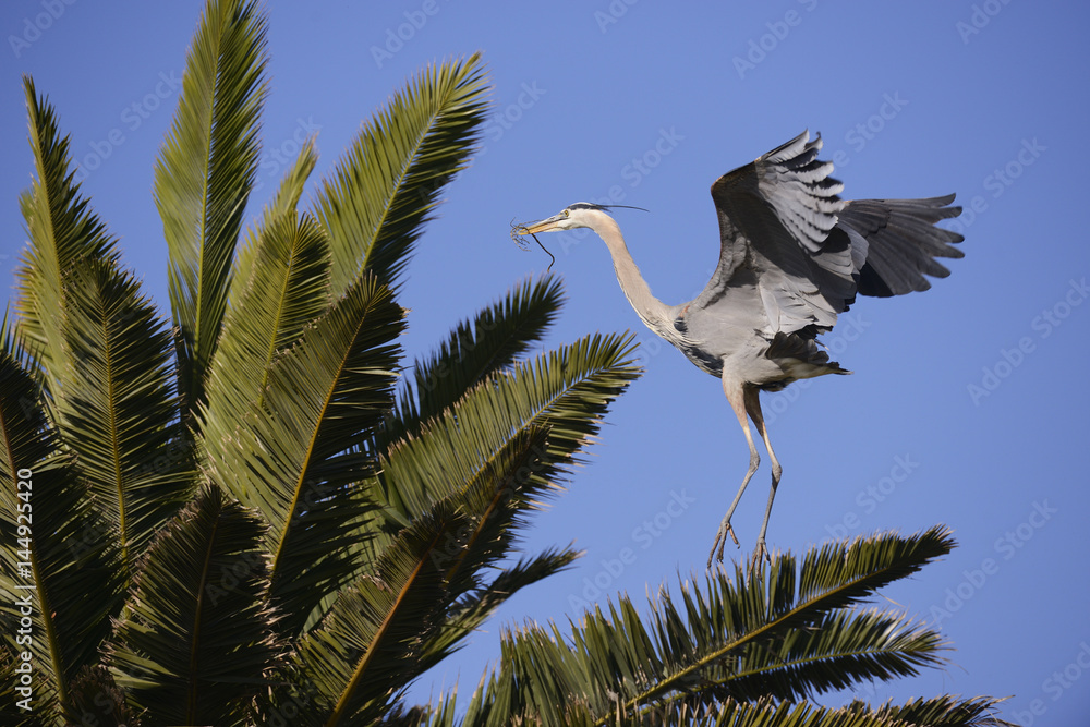 Fototapeta premium Great Blue Heron