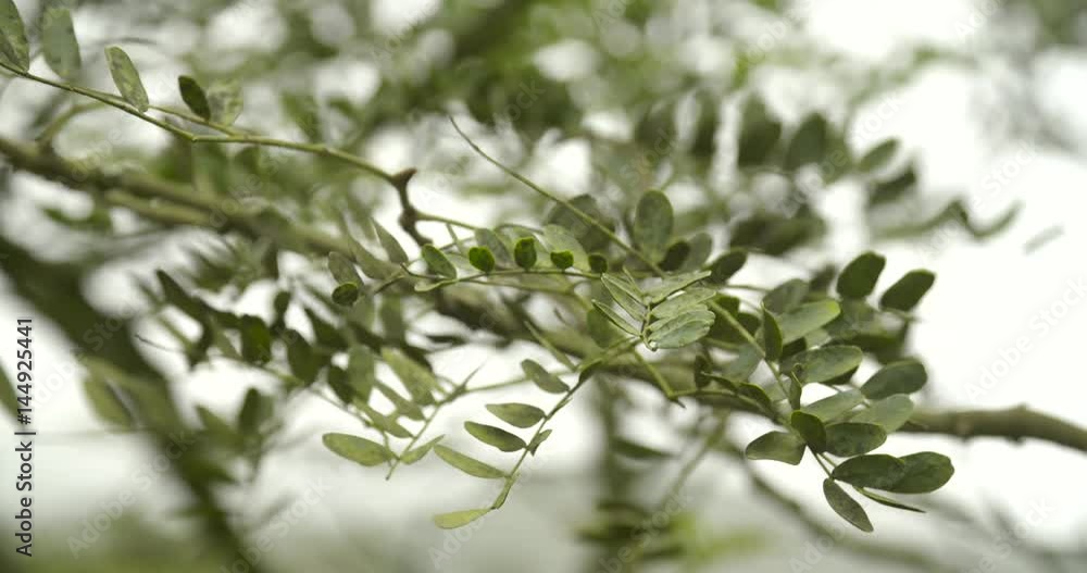 Close up: Tree in PERU: Lachay Hills in the region of Lima. Close up: Tree in PERU: Lachay Hills in the region of Lima.