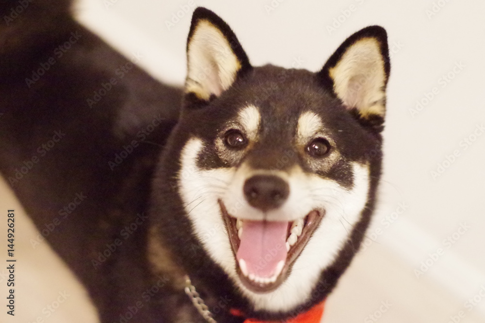 Obraz premium 笑顔の黒い柴犬