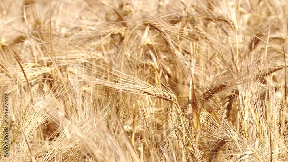 of a barley field in summer, germany of a barley field in summer, germany